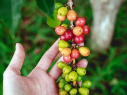 coffee brewing